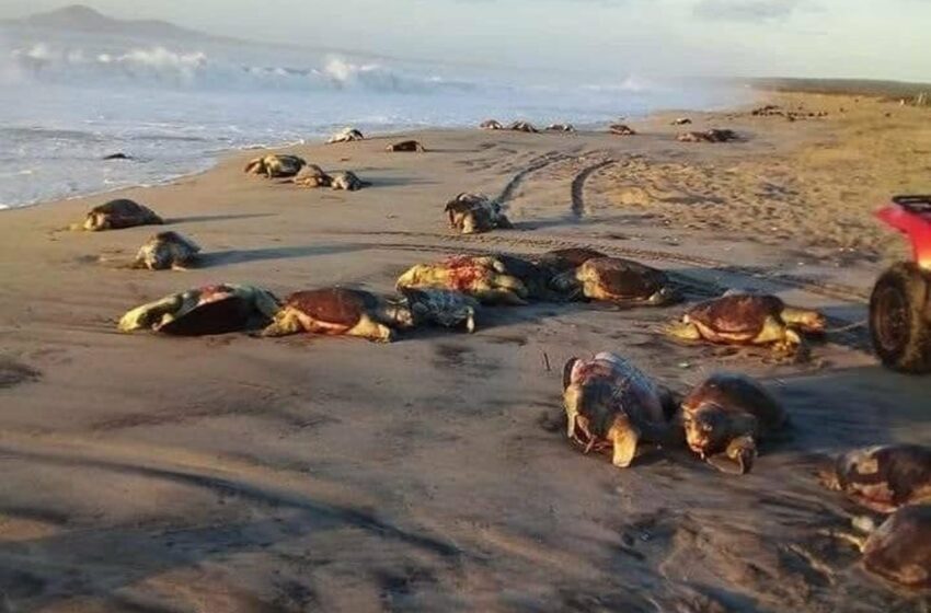  Hallan cientos de tortugas muertas en las costas de Oaxaca – Noticieros Televisa