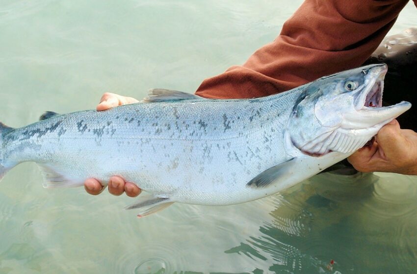  María Triana aspira a implantar récord oficial con salmón – Big Fish
