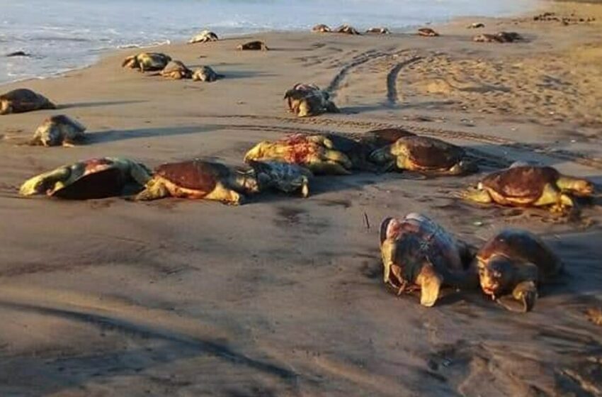  Redes de pesca causan muerte de tortugas golfina en Oaxaca – TV Azteca
