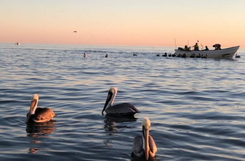  Reportan embarcaciones pescando en zona restringida de vaquita marina – Excélsior