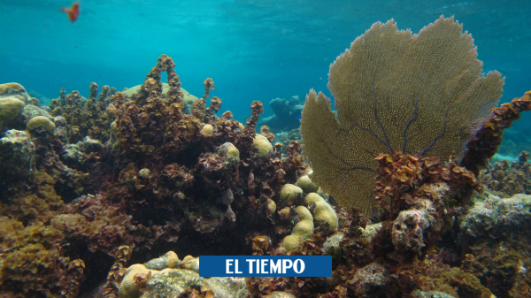  Ecuador declara una nueva reserva marina para proteger especies amenazadas – El Tiempo