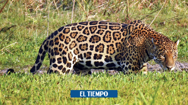  En el Día del Jaguar: conozca la importancia del gran felino de América – El Tiempo