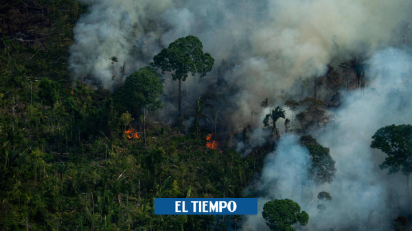  Ambientalistas piden priorizar Amazonia en elecciones colombianas – El Tiempo