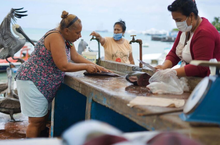  Vuelven sistemas socio-ecológicos a las pesquerías – El Diario de Yucatán