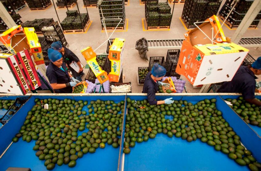  Piden producir más alimentos – El Diario de Yucatán