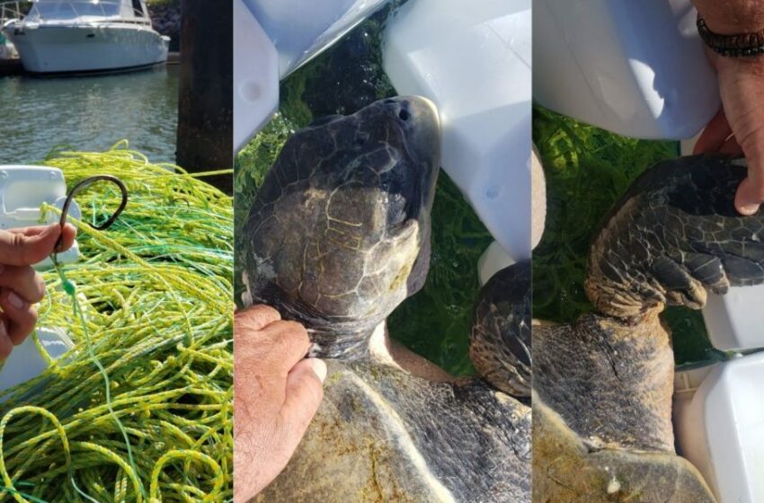  ¡Que buena onda! Tortuga golfina es rescatada y regresada al mar sana y salva – Punto MX