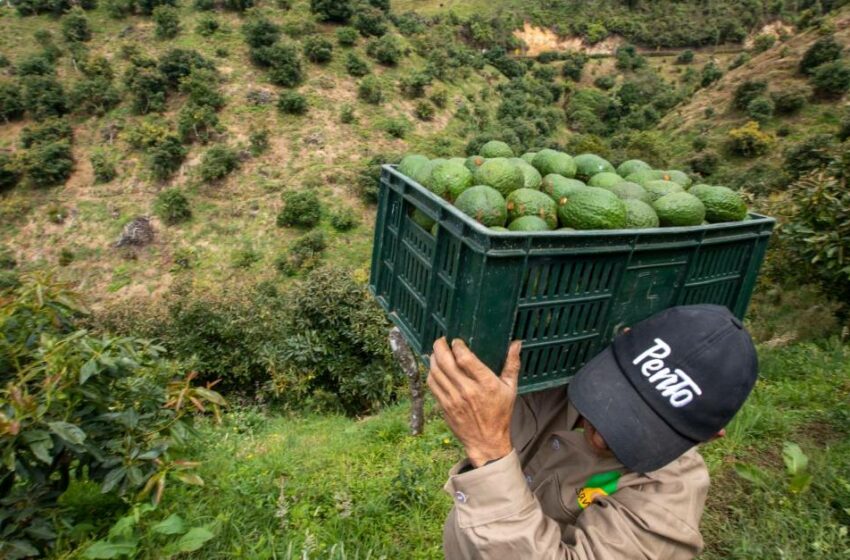 Los humanos se están comiendo el planeta. Esto puede hacer para evitarlo – El Colombiano
