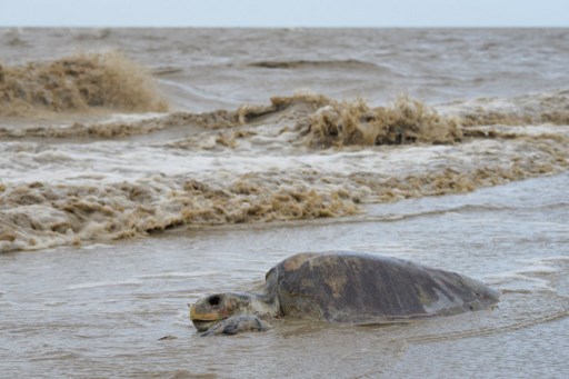 Cientos de cadáveres de tortugas marinas hembra aparecen en las playas de México …