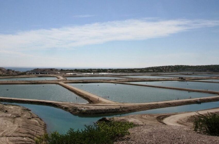 Más de 700 productores están incorporados a la acuacultura – El Sudcaliforniano | Noticias …