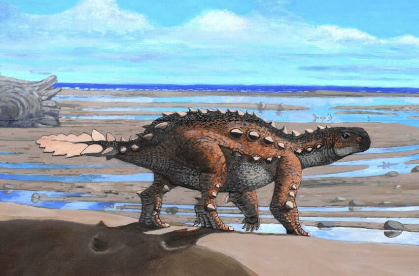  Un dinosaurio descubierto en Chile tendría una cola única con siete pares de “cuchillas”