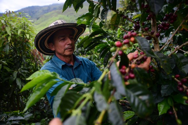  Producción de café cayó 22% en noviembre de 2021