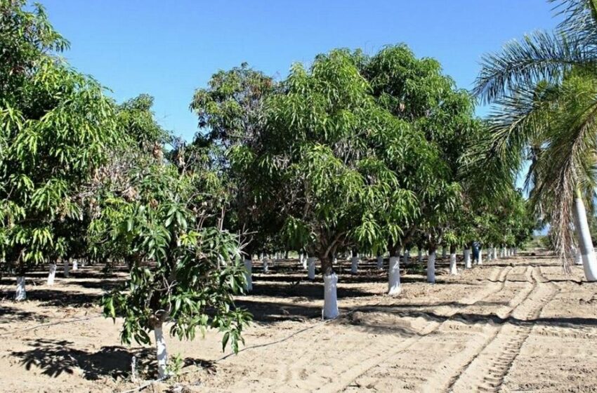  Sembrarán más de 50 mil plantas de mango en La Paz y Los Cabos