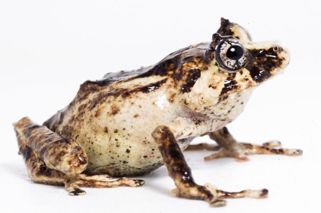  Encuentran una nueva especie de rana en la Amazonia
