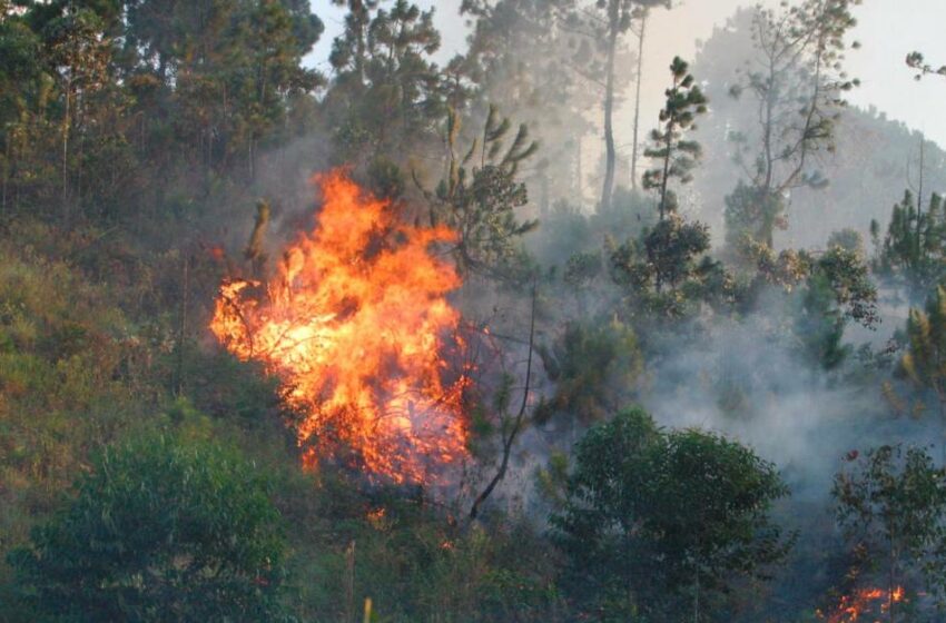  Incendios forestales de 2021 dejaron 1.760 megatoneladas de carbono en la atmósfera