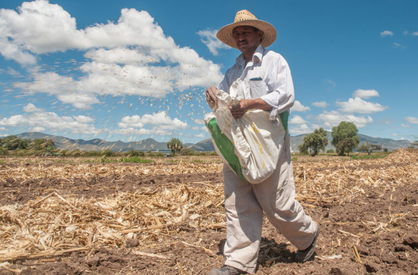  Sader certifica a planta en Sonora por calidad e inocuidad – Grupo Milenio