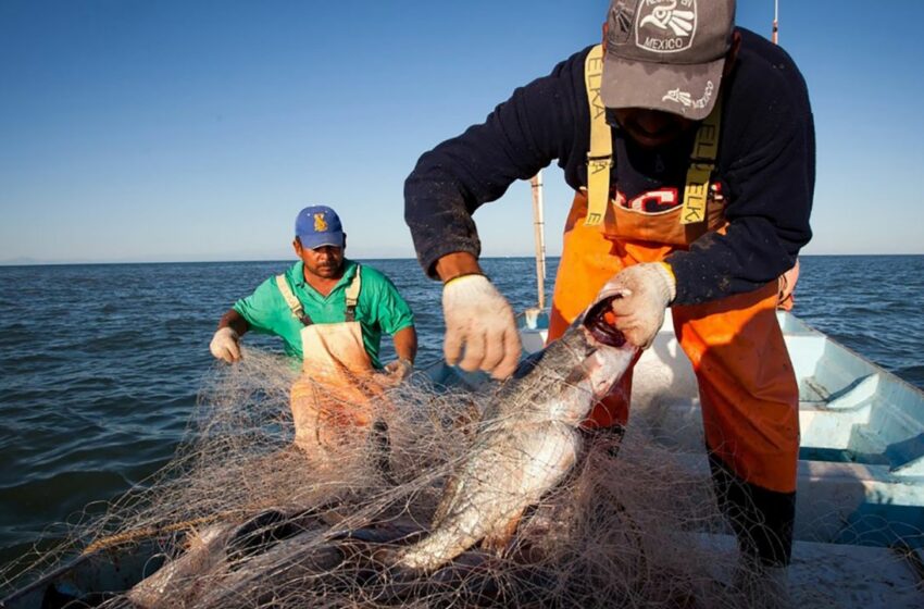  Reforzarán vigilancia pesquera en la entidad | Periodico El Vigia