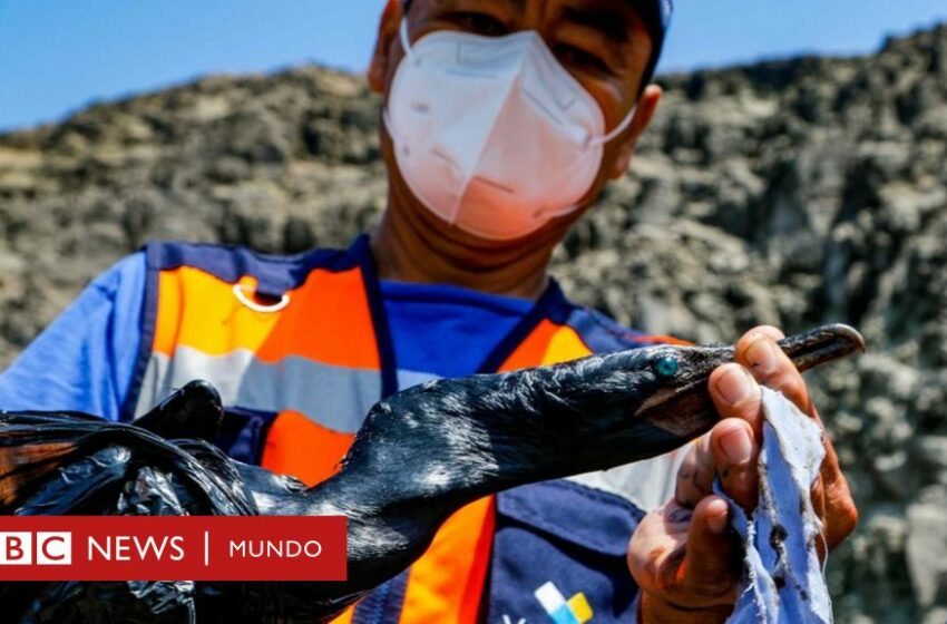  Perú declara la emergencia ambiental por el derrame de petróleo provocado por el tsunami … – BBC