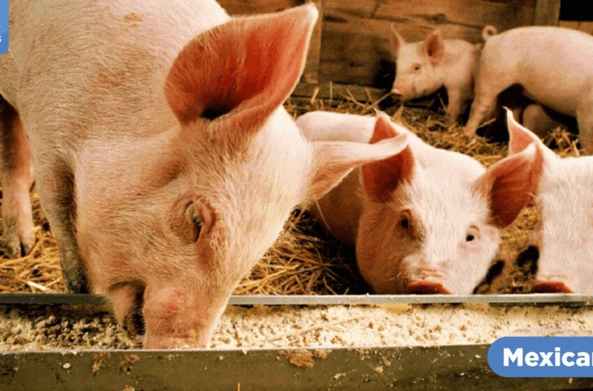  Alertan a porcicultores de Baja California – El Mexicano – Gran Diario Regional
