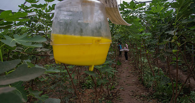 Agricultura va por erradicar plaga de mosca del higo negro en Sonora – Ángulo 7