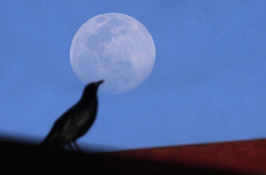  ¿Por qué se llama ‘luna llena del lobo’ al hermoso espectáculo del satélite en enero?