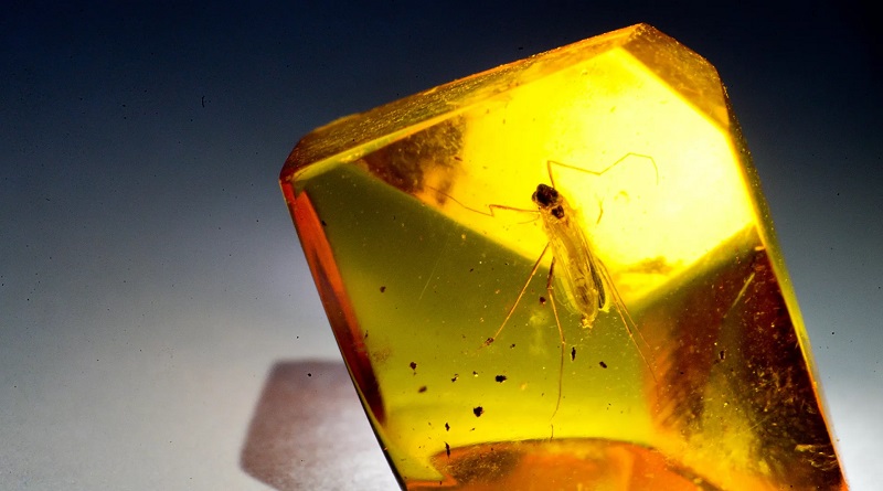  Encuentran tejido nervioso en fósiles de insectos de más de 500 millones de años