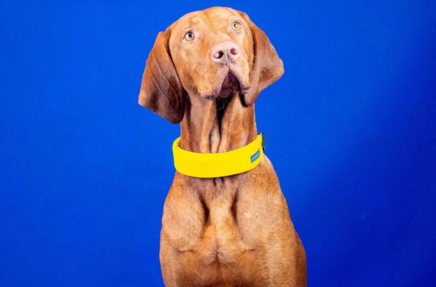  Este es el collar inteligente que permite monitorear la salud de tu perro