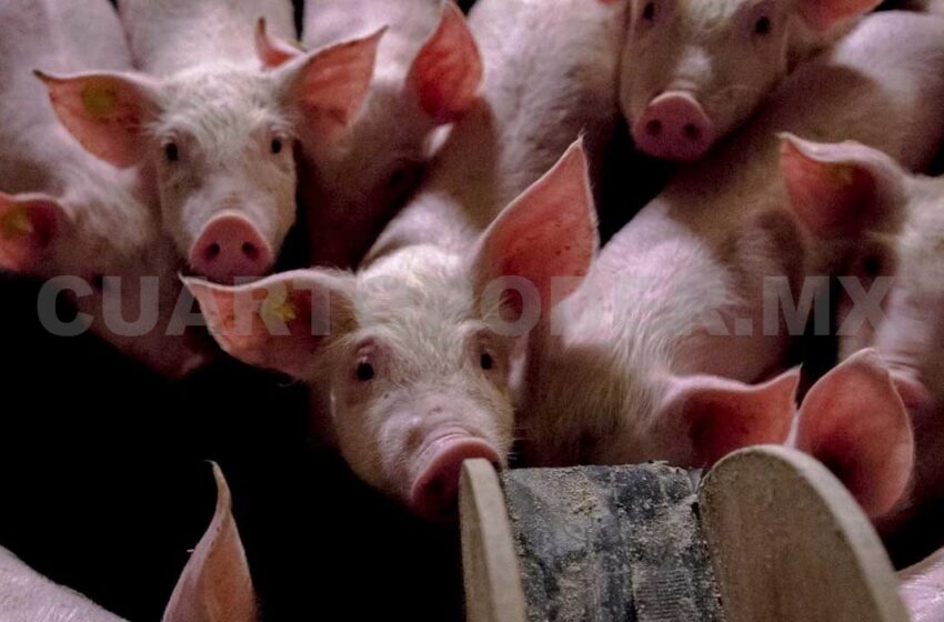  Continúa vigilancia contra peste porcina africana – Cuarto Poder