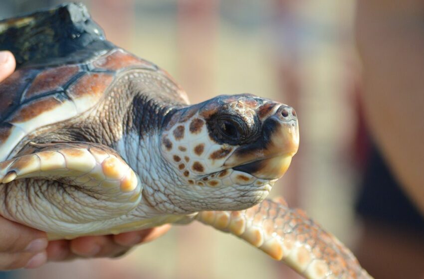  ¿Cómo viven las tortugas boba? Un proyecto monitoriza sus viajes por el Mediterráneo – SPORT