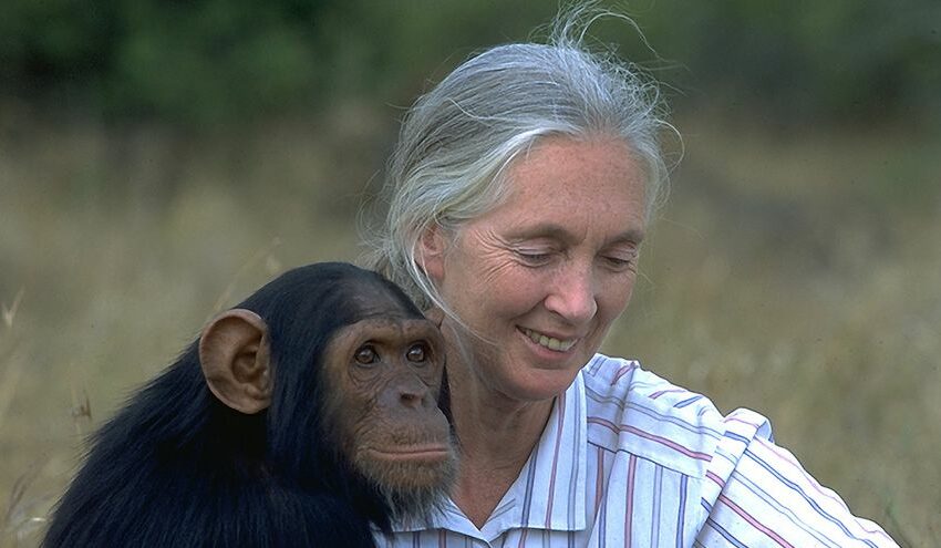  Jane Goodall denuncia las "amenazas" de la macrogranjas para el entorno y la salud – Información