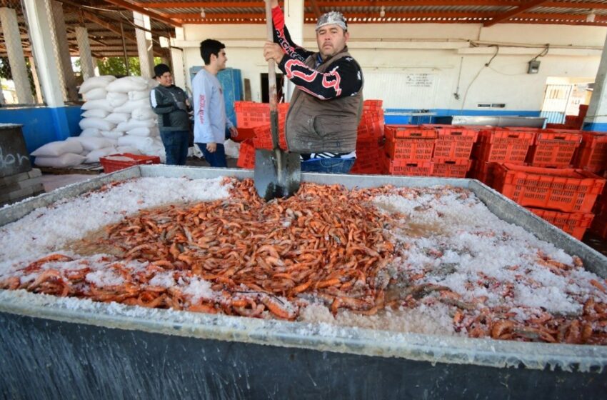 Inicia con éxito la pesca de camarón caqui en Angostura, Sinaloa – Debate