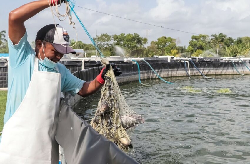  Sonora, líder en producción acuícola y pesquera – Big Fish