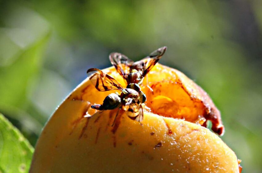  En 4 meses se redujeron en un 90 % los brotes de mosca de la Fruta en BCS: Sepada …