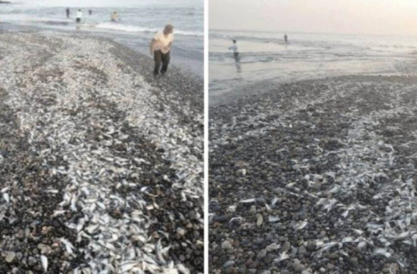  Pescadores acusan a la CFE de matar a cientos de toneladas de sardina en Guerrero …