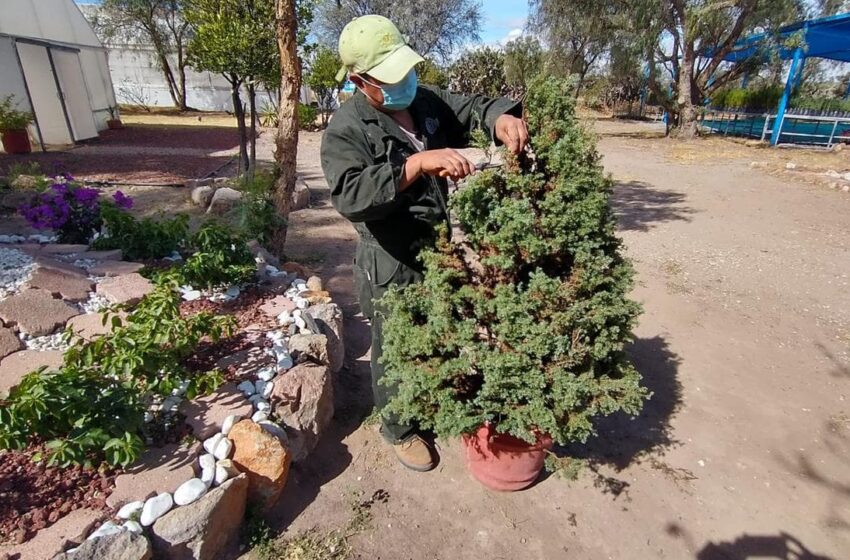  SMA: Medio Ambiente recolectará flora navideña para reciclarla – Periódico Correo