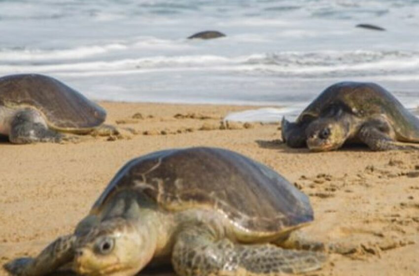  Decenas de tortugas han muerto en India, probablemente envenenadas – Blu Radio