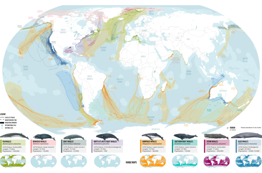  Presentan mapa mundial de rutas de migración de ballenas y las amenazas que enfrentan