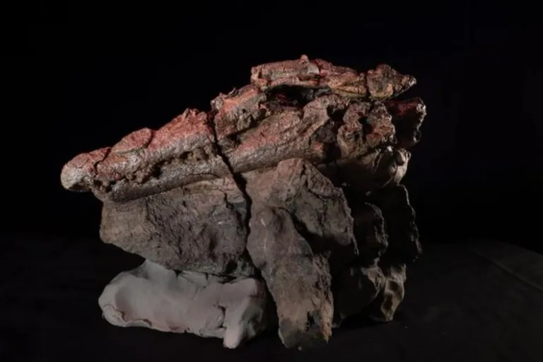  Investigadores de Australia encontraron un cocodrilo con restos de un dinosaurio en el estómago