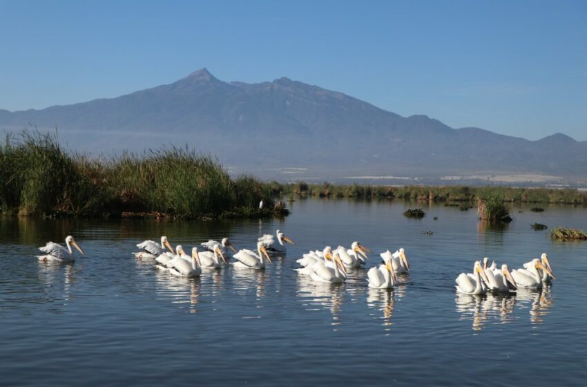  Día Mundial de los Humedales: Laguna de Zapotlán y su importancia para el Sur de Jalisco …