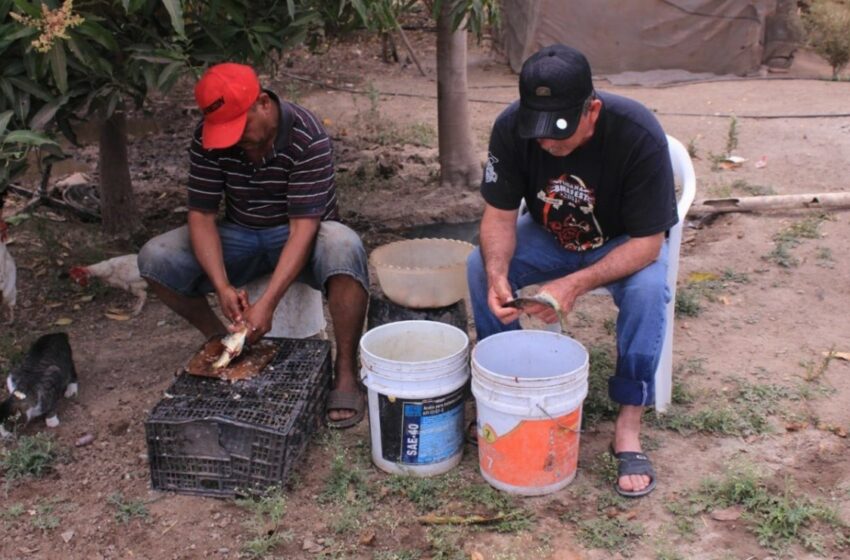  Aprovechan en Mocorito la pesca de mojarra para ahorrar – Debate