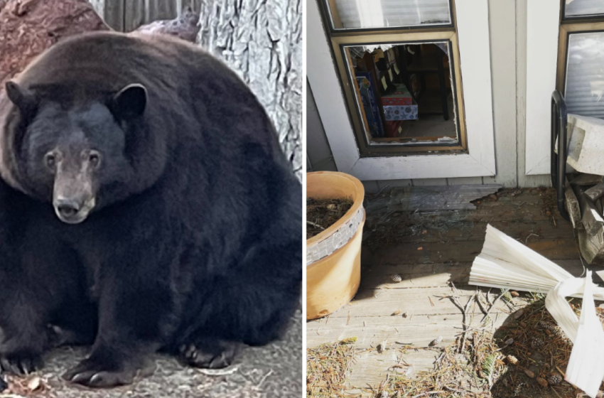  ''Hank the tank'': El oso gigante que invade hogares en California – Diario de Yucatán