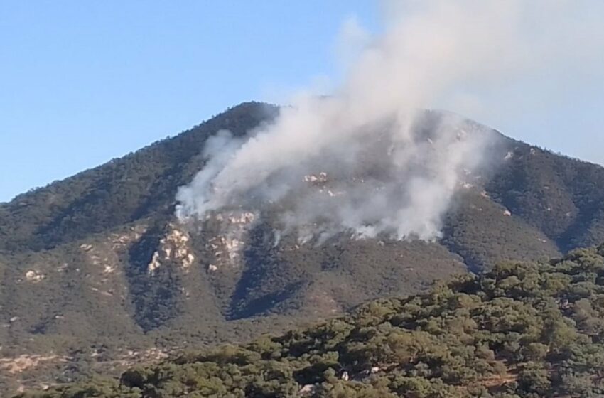  Incendio forestal afecta 90 hectáreas de la sierra alta de Aconchi, Sonora – El Universal