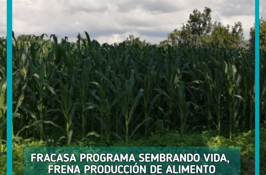  FRACASA PROGRAMA SEMBRANDO VIDA, FRENA PRODUCCIÓN DE ALIMENTO