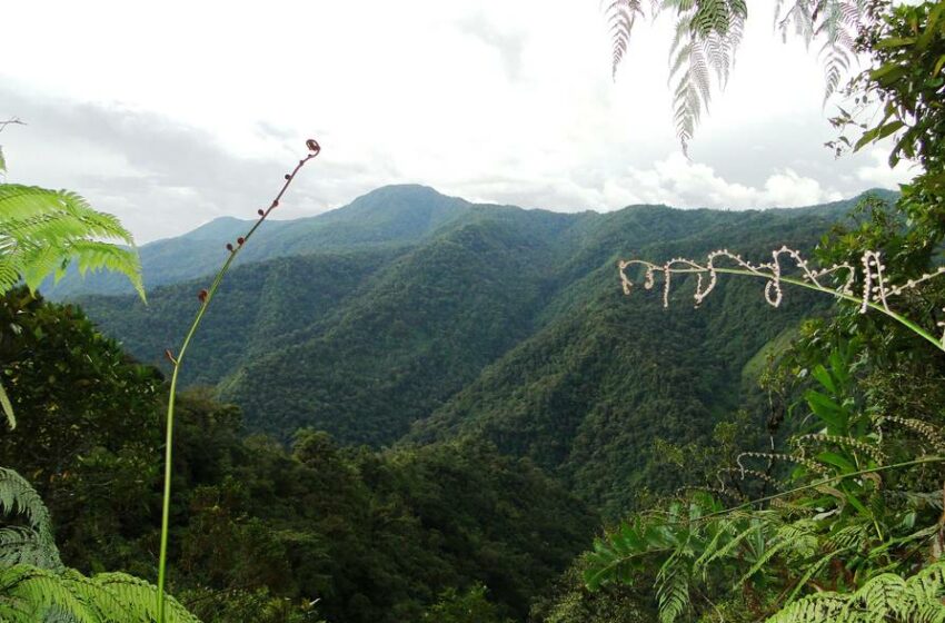  Kutukú, la llamada 'cordillerita amazónica' biodiversa, está en peligro por la minería en Ecuador