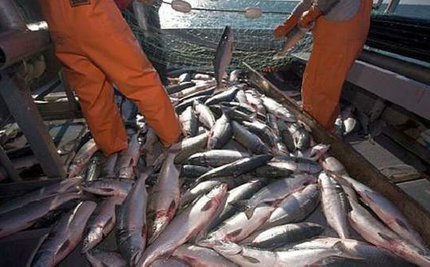  Exportaciones pesqueras para consumo humano directo se recuperaron en 2021