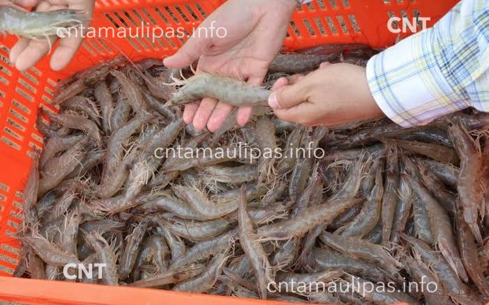  Baja producción de camarón – Centro de Noticias de Tamaulipas