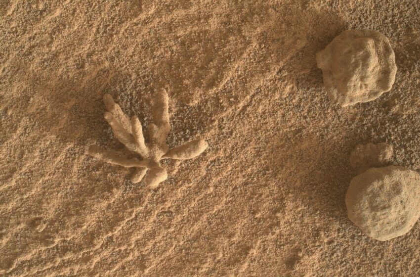  El Rover Curiosity descubre una curiosa roca en forma de flor en Marte