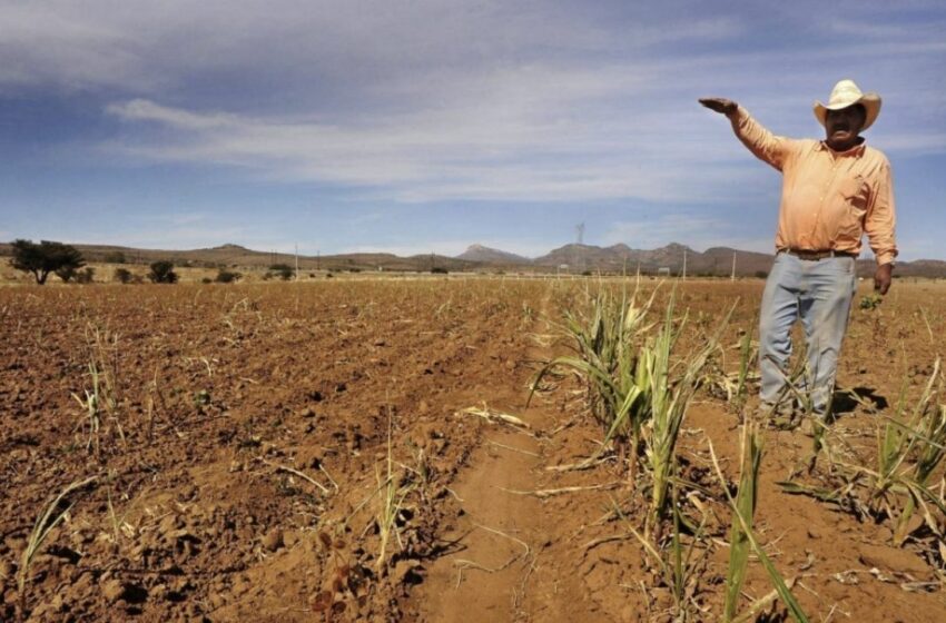  Ante la crisis de alimento mundial, agrícolas mexicanos piden mantener flujo comercial