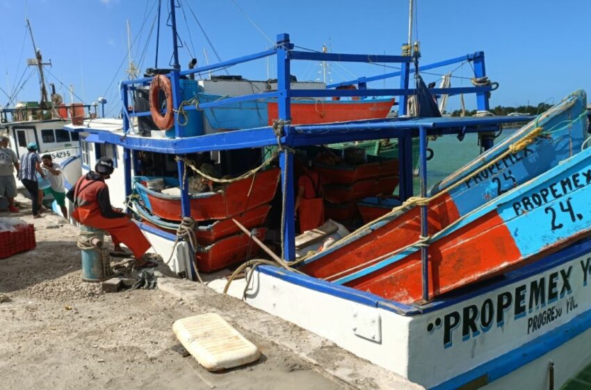  Pescadores de Progreso gastan miles de pesos por un requisito para trabajar – Diario de Yucatán