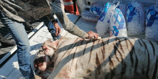  Policías sacrifican a tigre capturado en Querétaro y reciben críticas