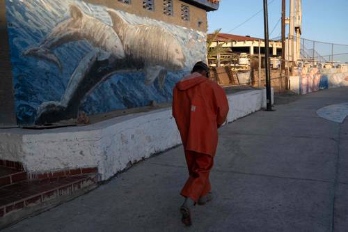  Insuficientes, las medidas oficiales para proteger la vaquita marina: ambientalista – La Jornada